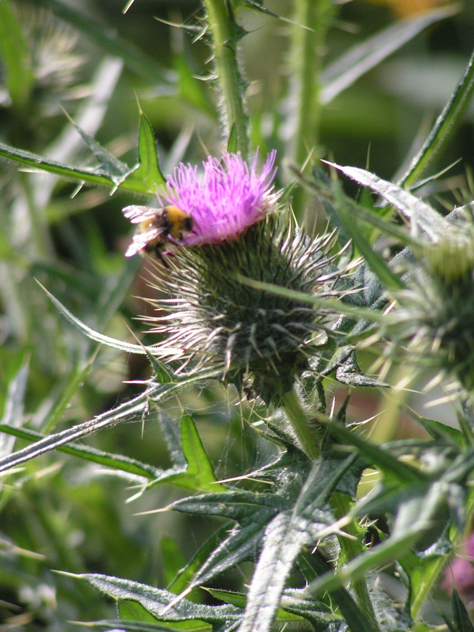 Thistle with bee